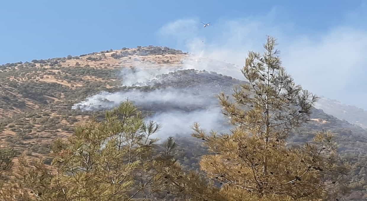 Maraş'ta orman yangını