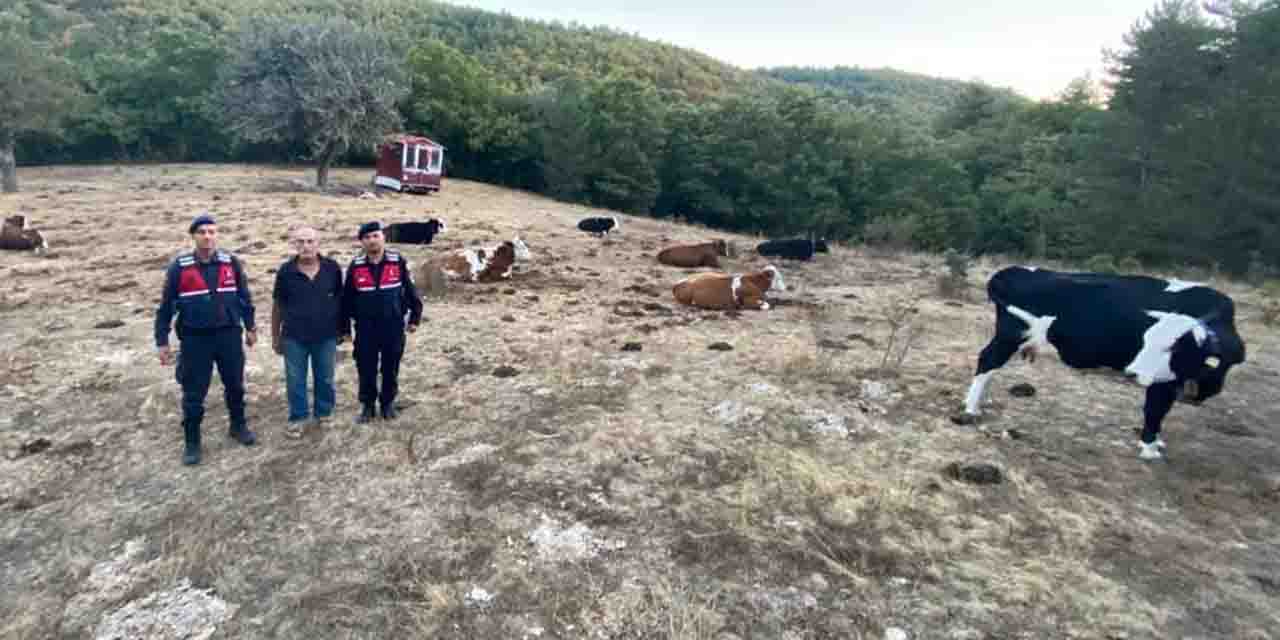 Eskişehir jandarması büyükbaşları eliyle koymuş gibi buldu