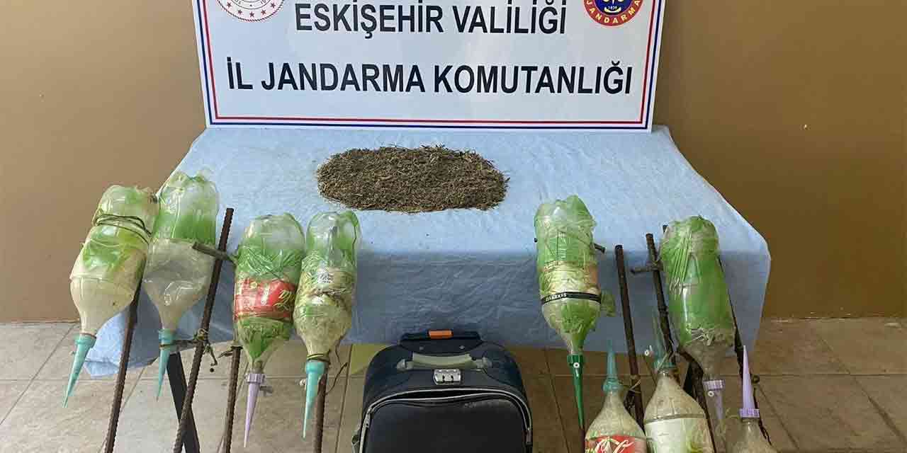 Eskişehir'de uyuşturucu yetiştiriciliğine göz açtırılmıyor!