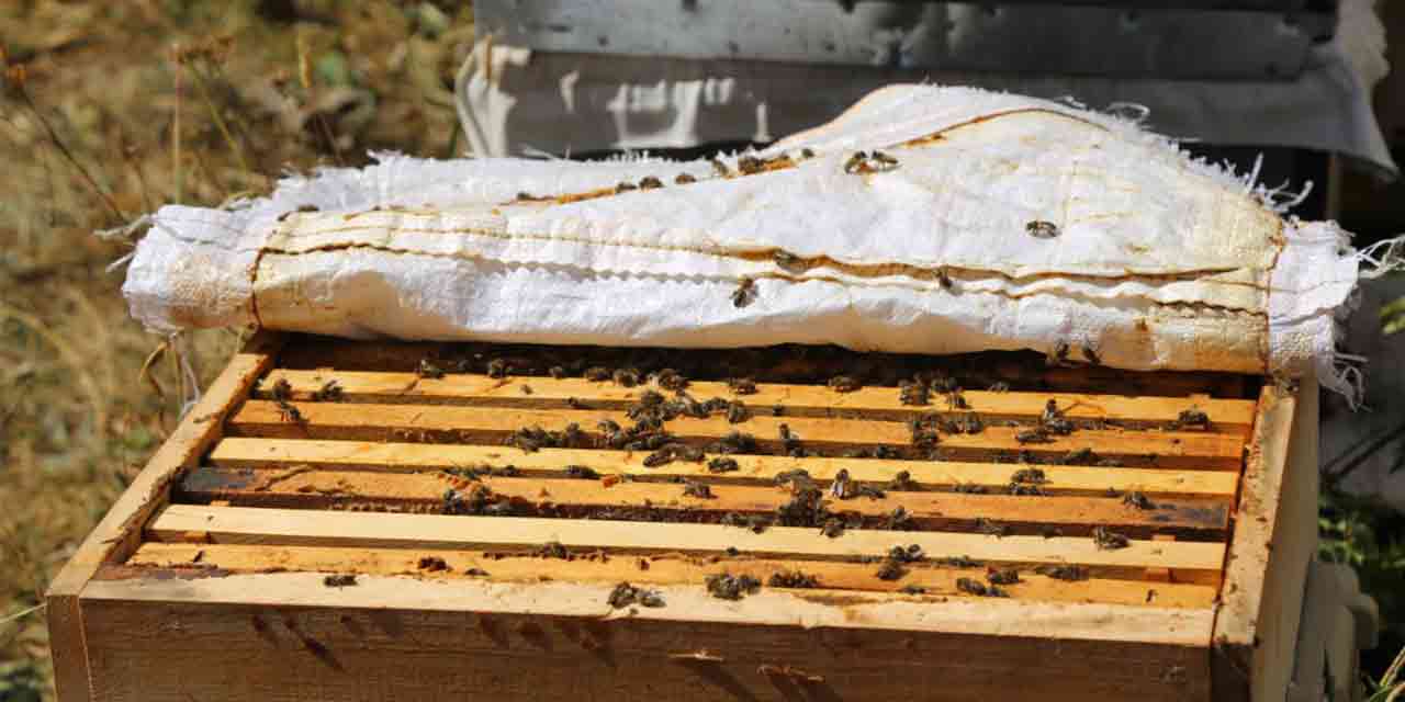 Artvin'deki balın bu hali yoğun ilgi gördü