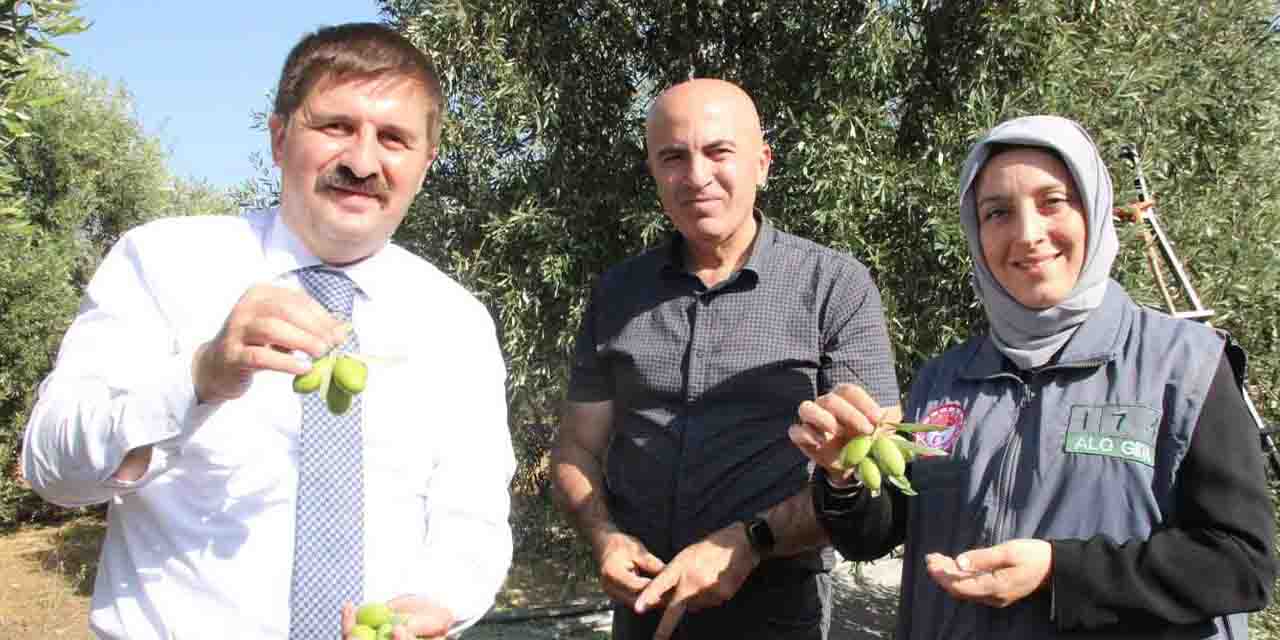 Türkiye'nin en kaliteli zeytini burada üretiliyor