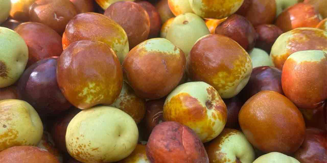 O ilçe Türkiye'nin hünnap merkezi olacak