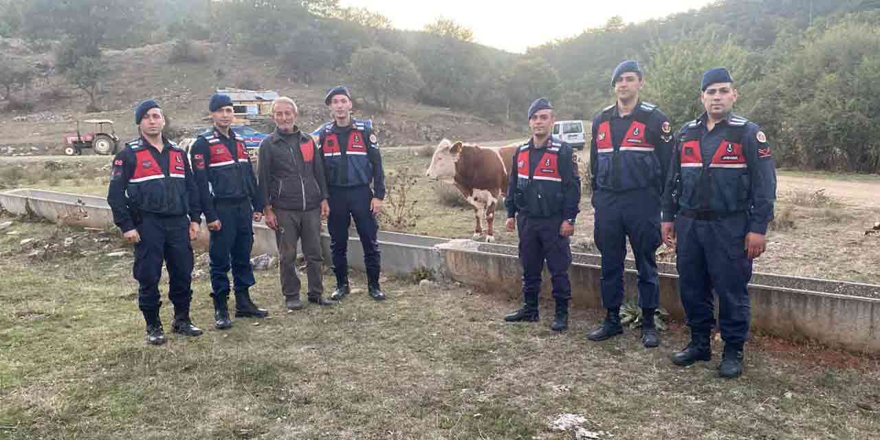 Büyükbaş hayvanı kayboldu! İmdadına ise Eskişehir jandarması yetişti