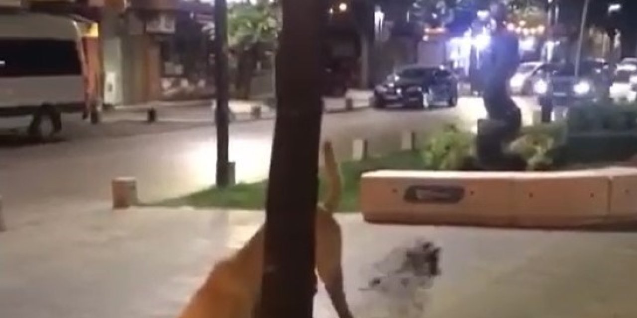 Kazılan toprakların altındaki gerçek!