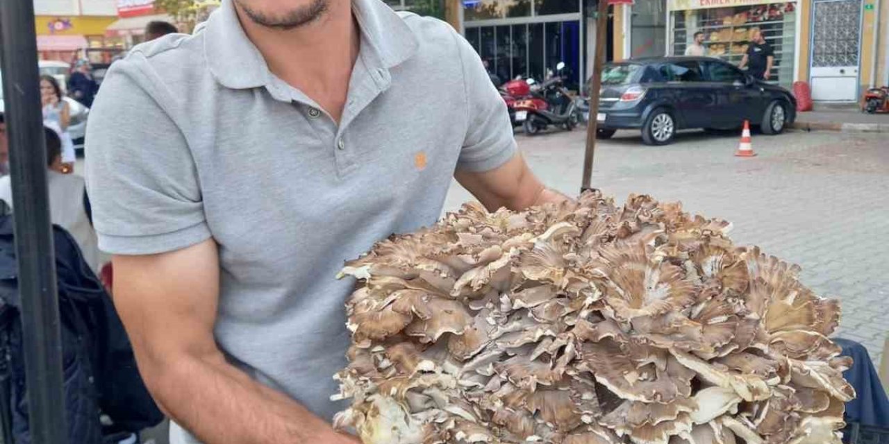 17 kiloluk dev mantar görenleri şaşkına çevirdi