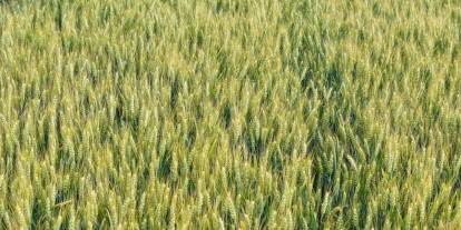 Eskişehir'de tarım bitebilir!