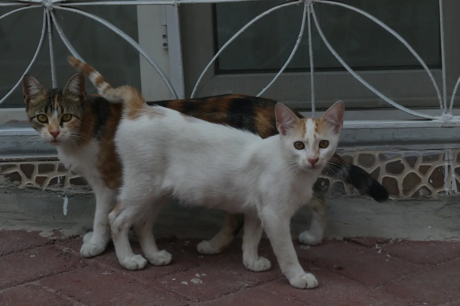 kedi.webp